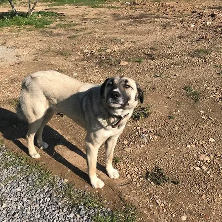 Egeros Ahsap Koey Evi C2 Edremit (Balikesir)