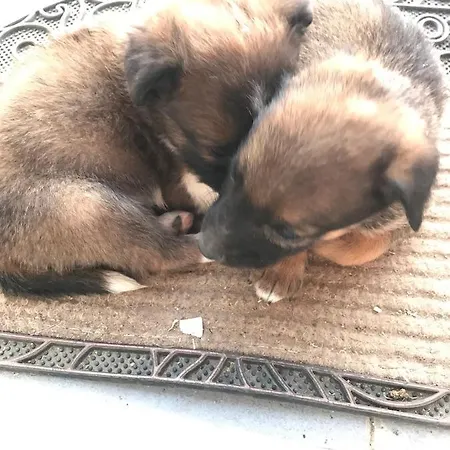 Egeros Ahsap Koey Evi C2 * Edremit (Balikesir)