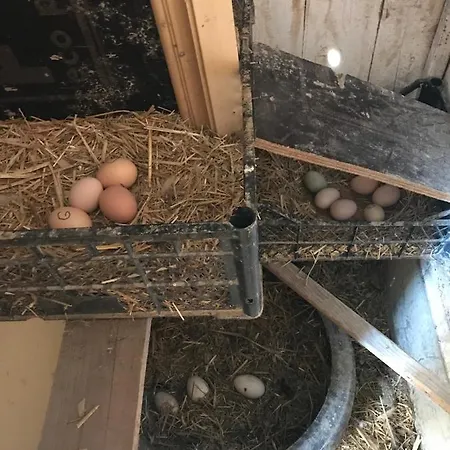 Egeros Ahsap Koey Evi C2 ادرميت